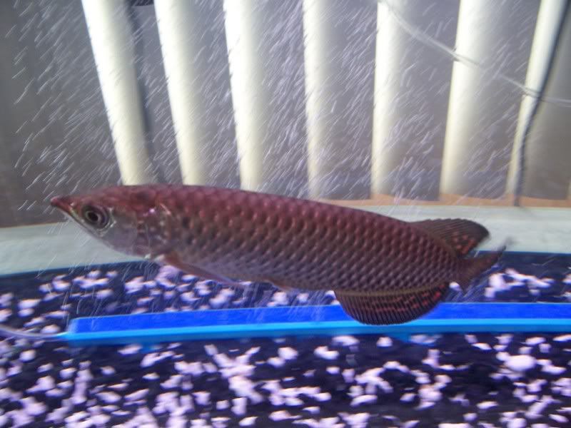 arowana007.jpg