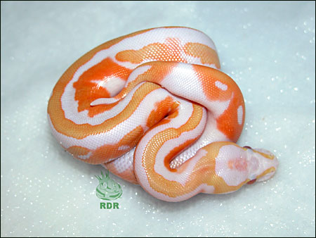 05_clutch_93_hatched_1.jpg