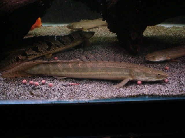 DSC08720.jpg