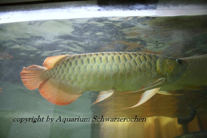 arowana12.jpg