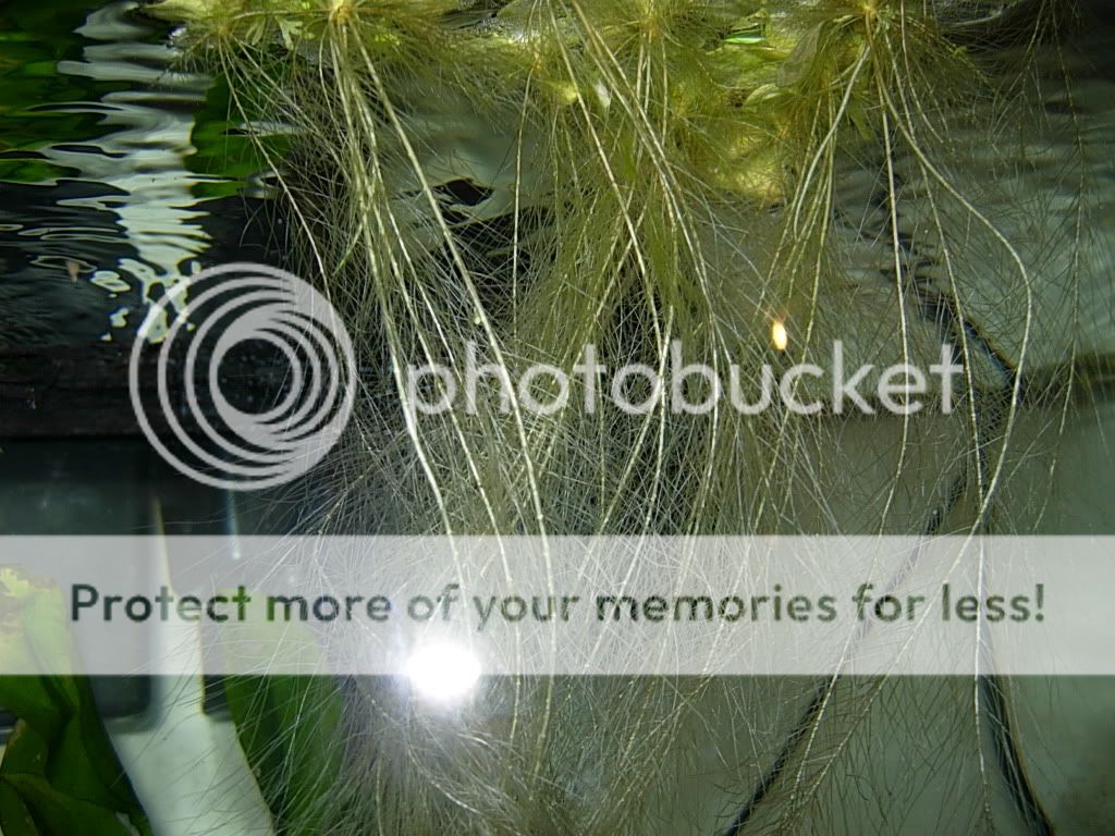 plants014.jpg