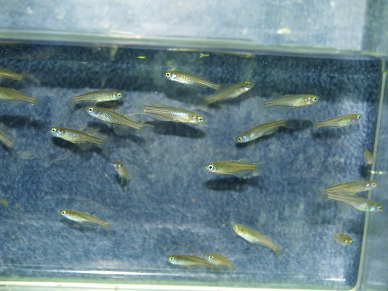 Pseudomugilgertrudae02.jpg