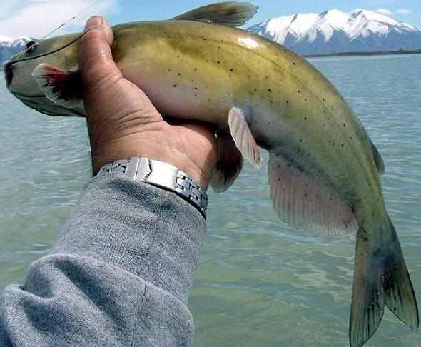 channelcatfish.jpg