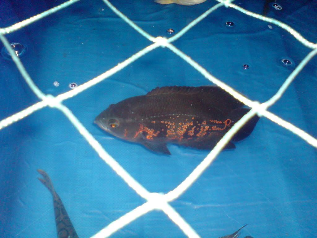 DSC00044-1.jpg