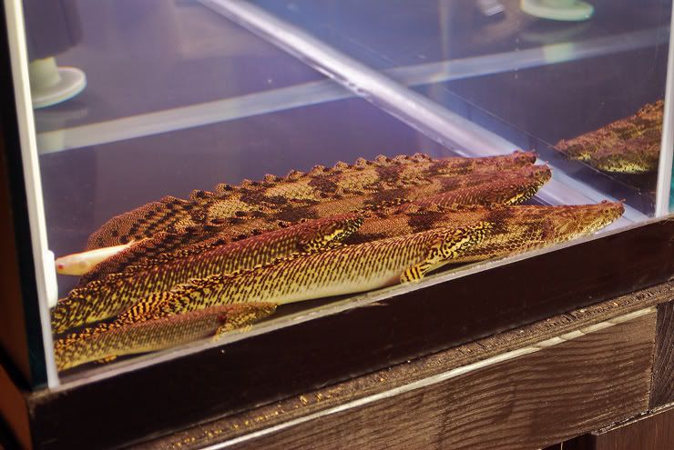 Bichirs2.jpg