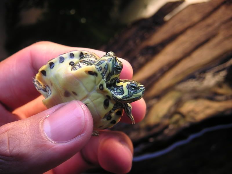 Turtle006.jpg