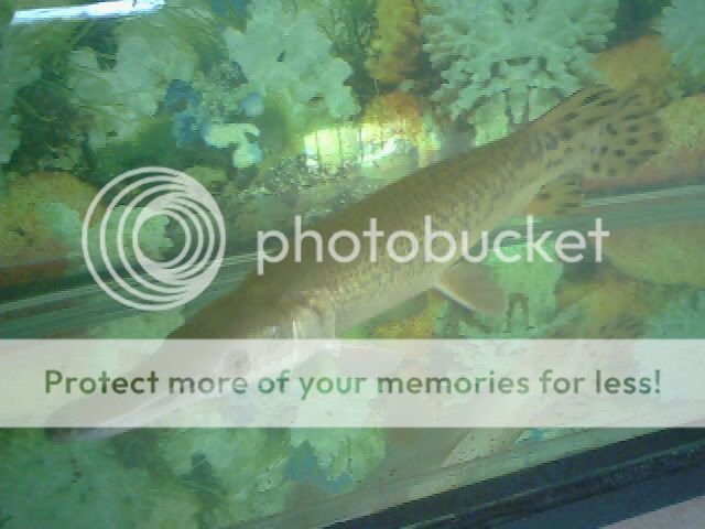 IMG0415A.jpg