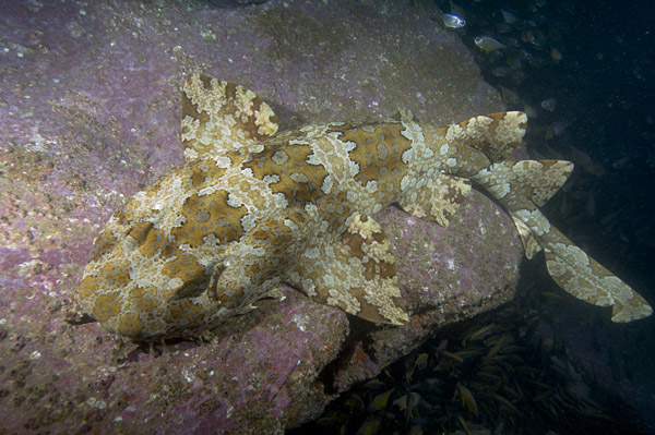 Banded%20Wobbegong%20050.jpg