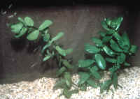 Bacopa_monnieri.jpg