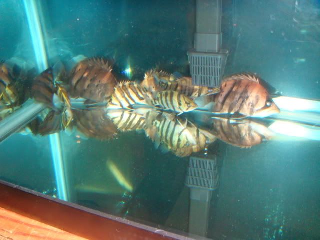 DSC01052.jpg