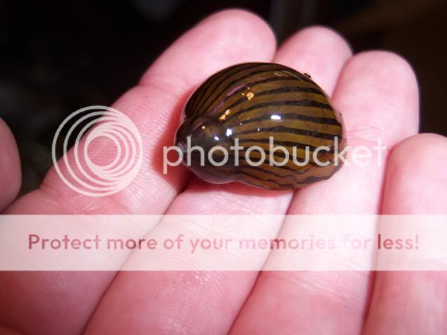 snails014.jpg