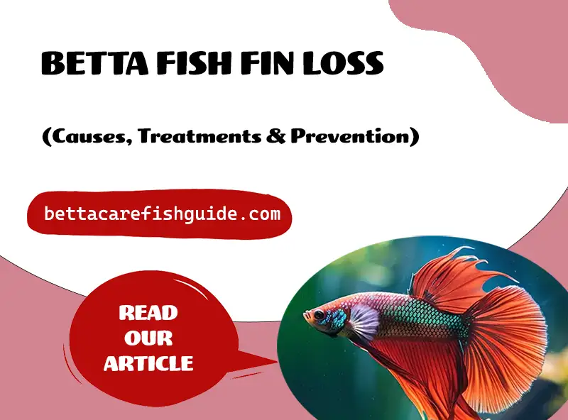 www.bettacarefishguide.com