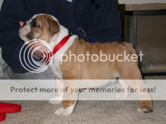 Bomber03-17-03firstdayhome7weeks5days010.jpg
