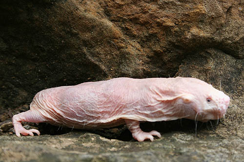 zki3tb3t_20071026pets_naked_mole_rats_006_500[1].jpg