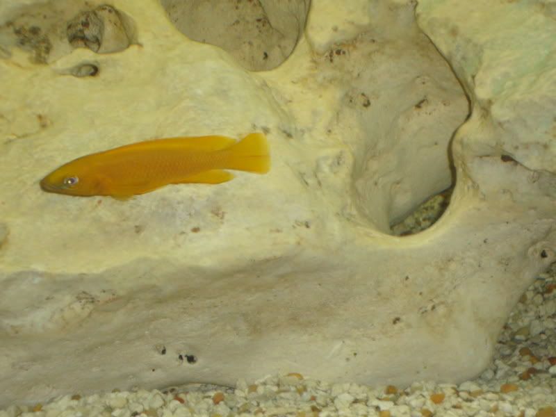 Lelelupi.jpg