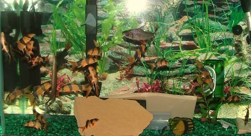loach.jpg
