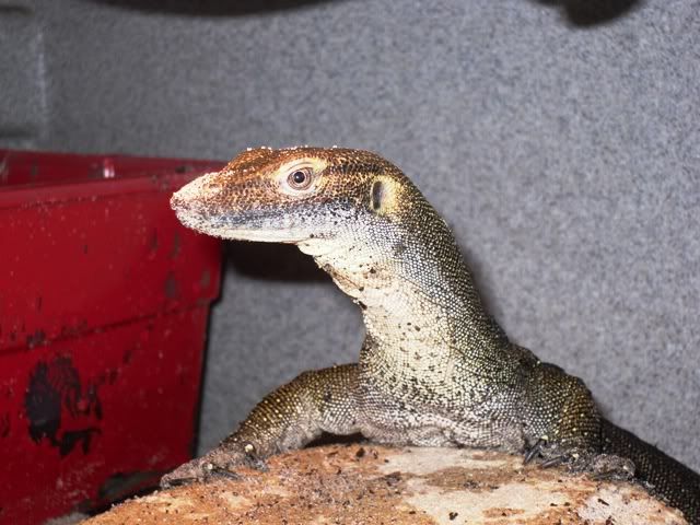 SDC10398.jpg