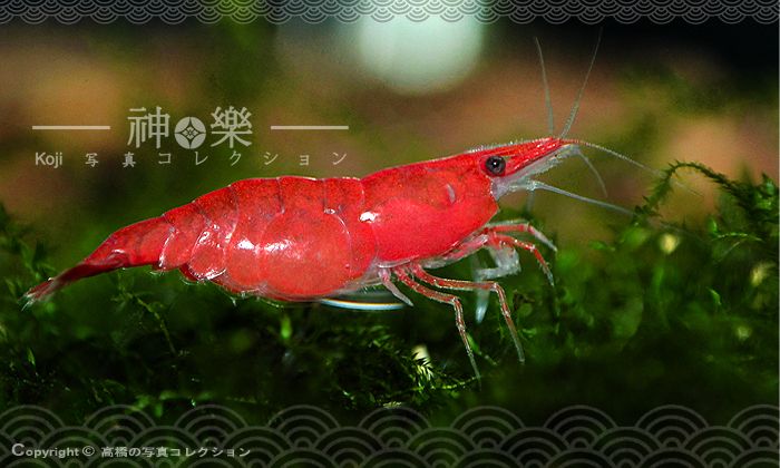 14_Jun_2016_Neocaridina009_zpsnfuaakum.jpg
