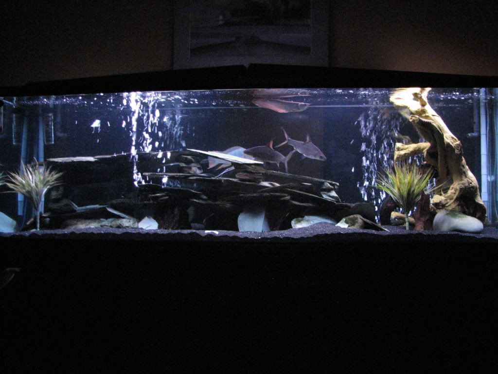 Fishtank023.jpg