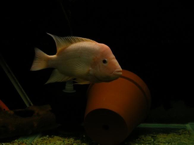 DSCF6821.jpg