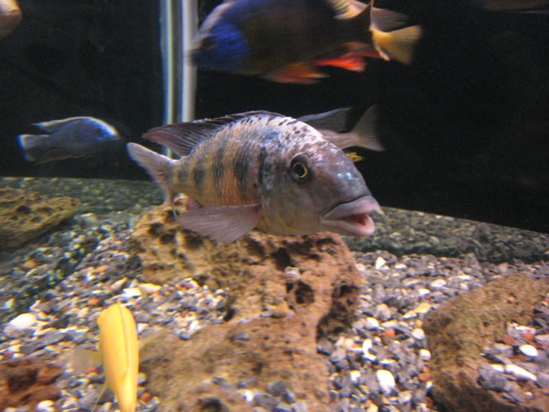 IMG_4729.jpg