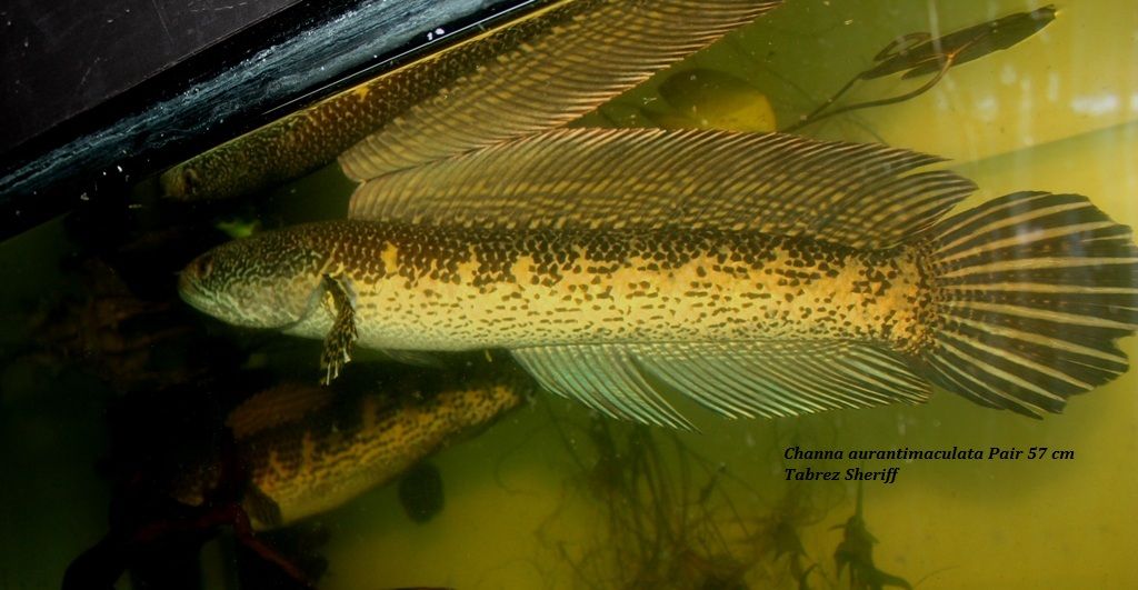 Caurantimaculata57cmPair.jpg