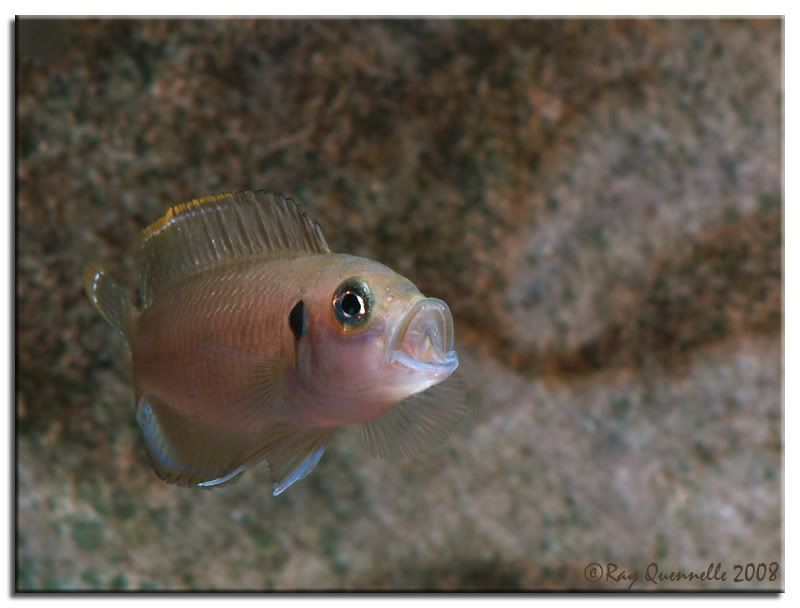 LAMPROLOGUS-BREVIS-KITUMBA02.jpg