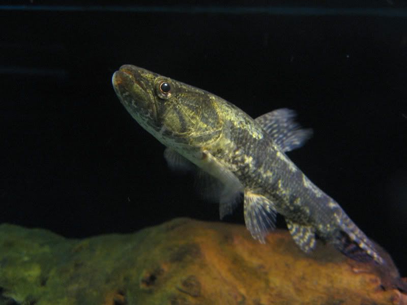 Wolf-Fish-041.jpg