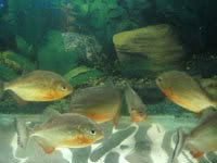 piranha.jpg
