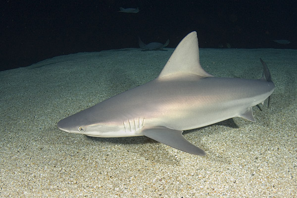 SandbarShark030.jpg