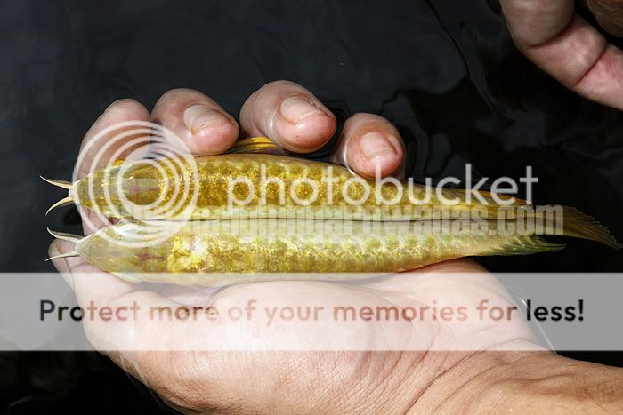 PL_329015copy.jpg