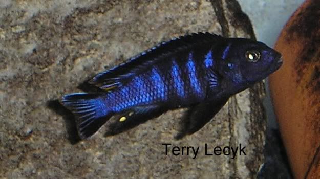 mozambiquedemasoni1.jpg