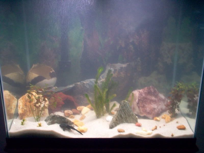 Fish013.jpg
