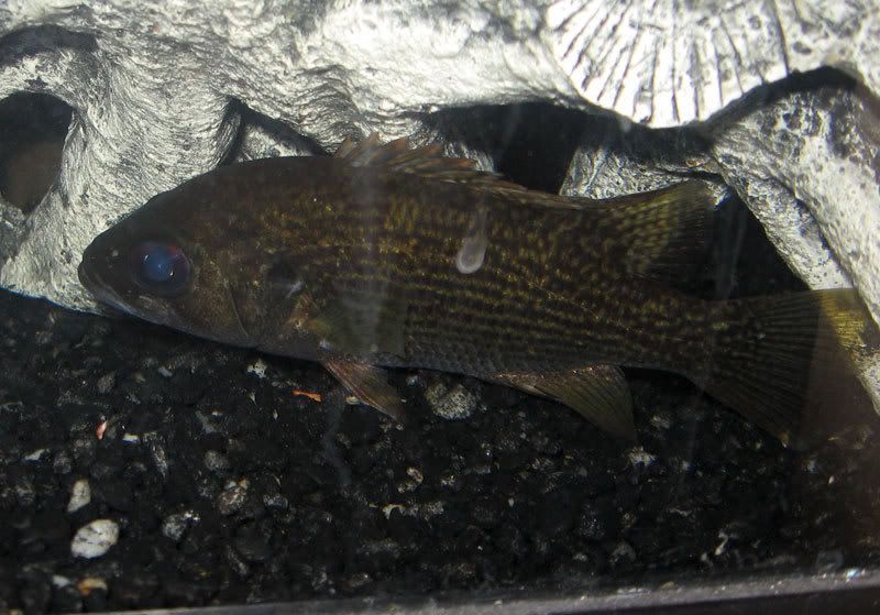 Rock-Bass-2.jpg