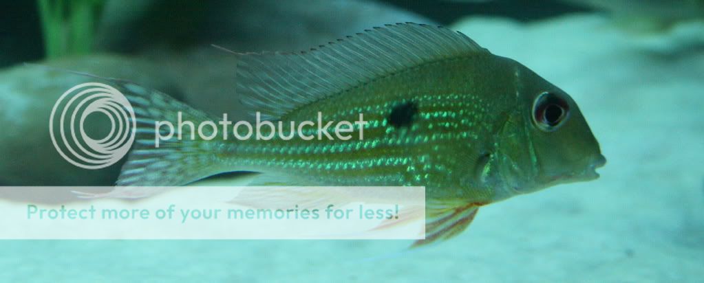 Geophagus_sp_022709_05.jpg