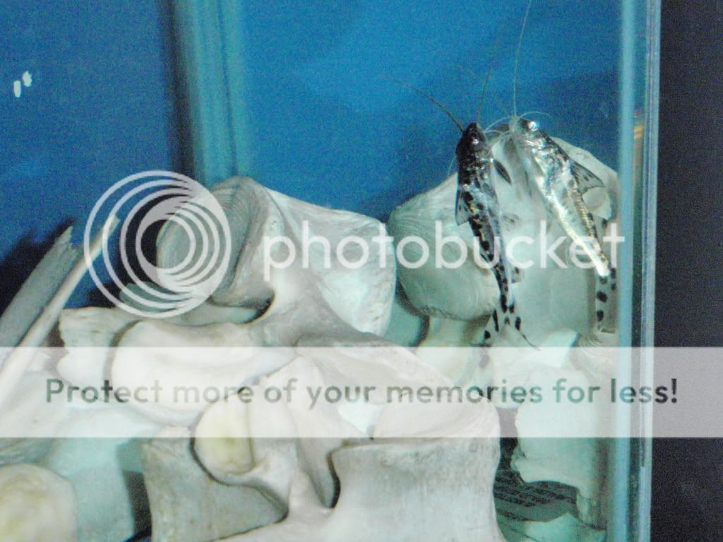 Cleaningandfish046.jpg
