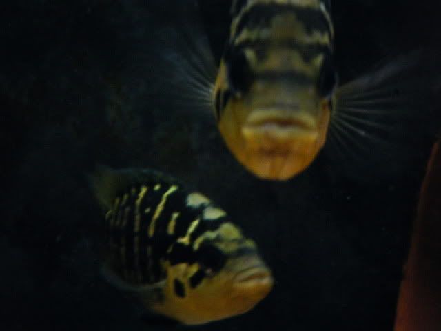 DSCF2672.jpg