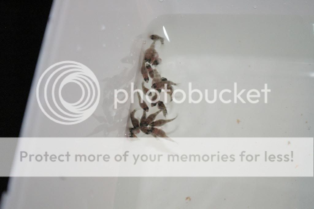 IMGP8018.jpg