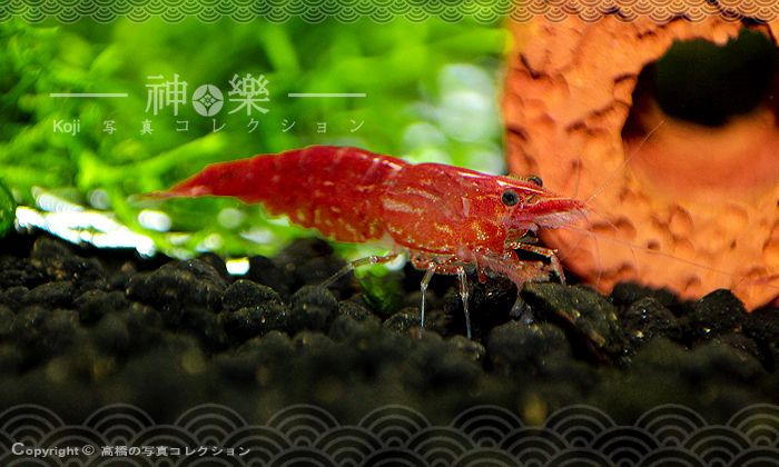14_Jun_2016_Neocaridina007_zpspbepxeb4.jpg