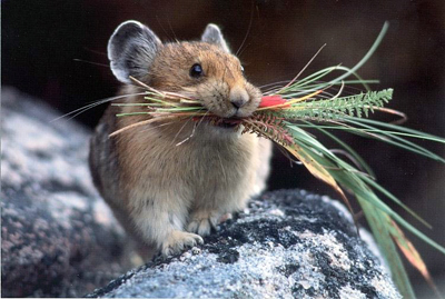 Picture-of-American-Pika.jpg
