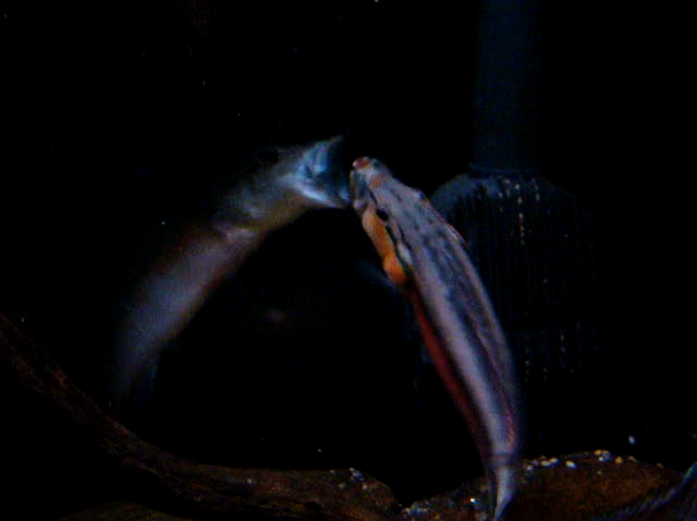 celidochilus.png