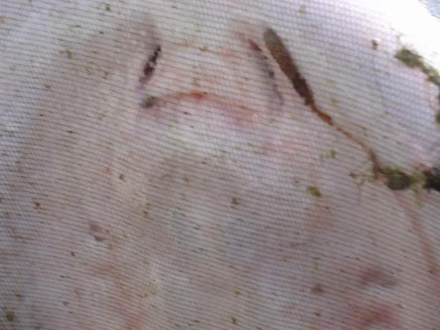 DSC04427.jpg
