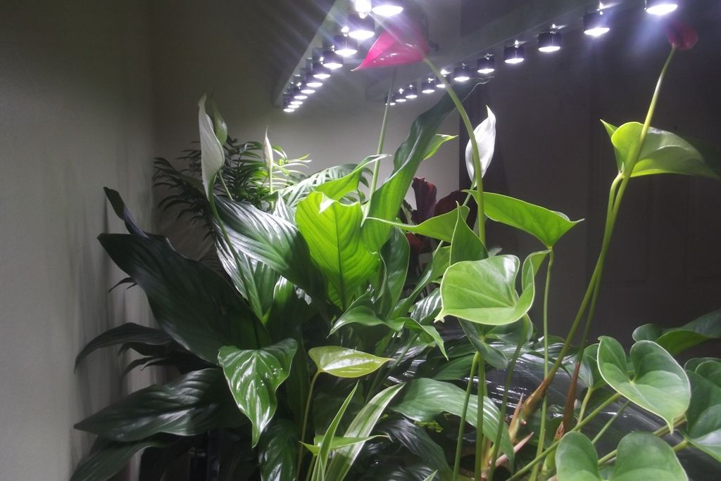 DSCF6606_zpscb91f5c8.jpg