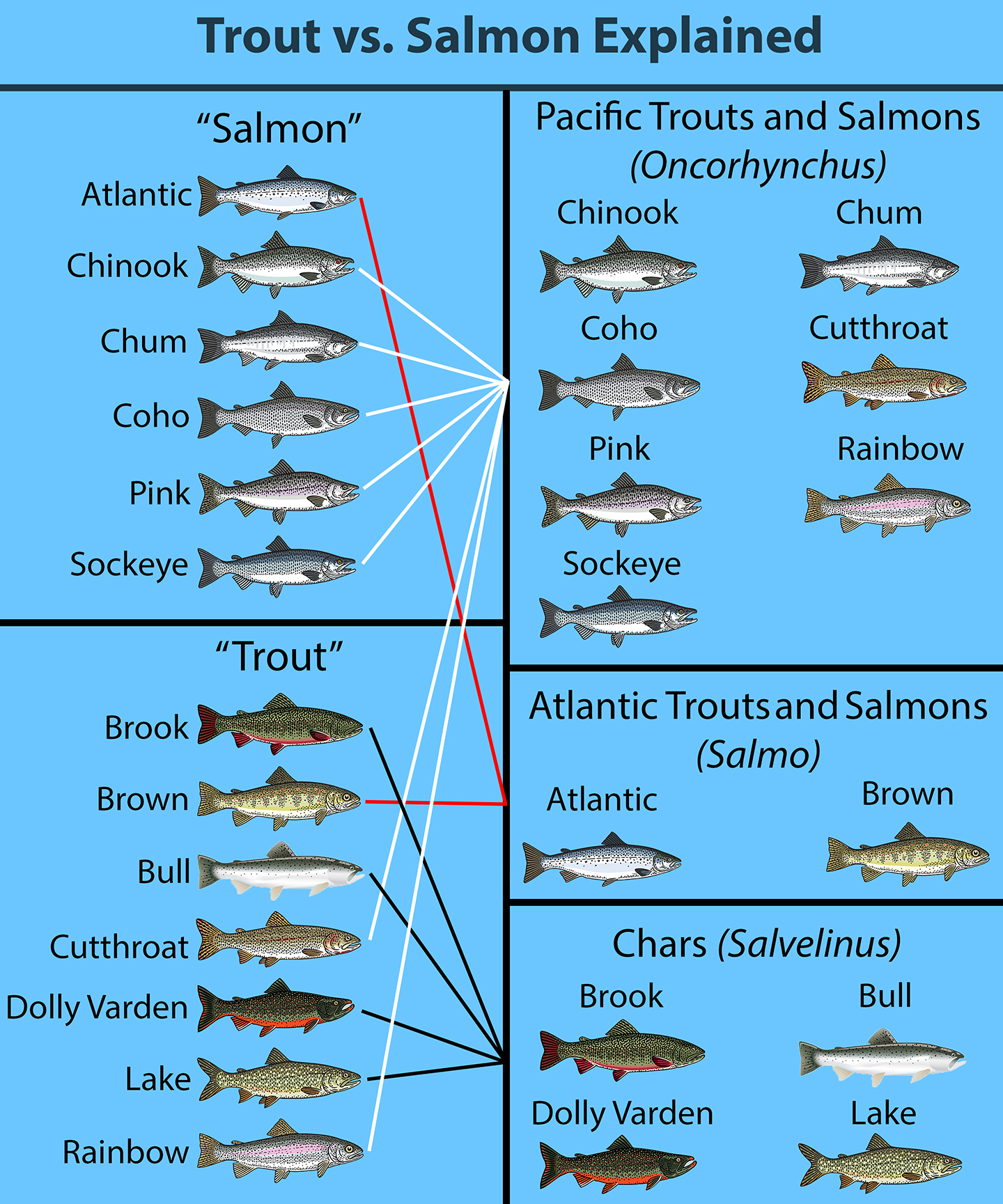 Trout-vs-Salmon-explained.jpg
