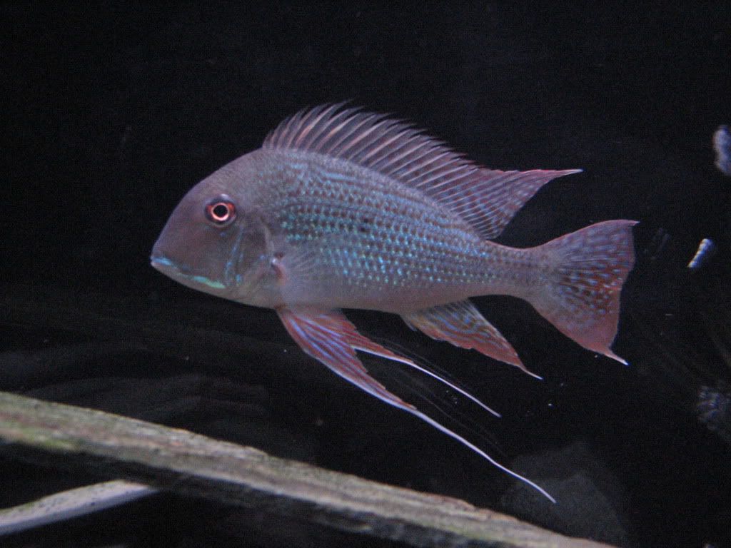 Fishtank017.jpg