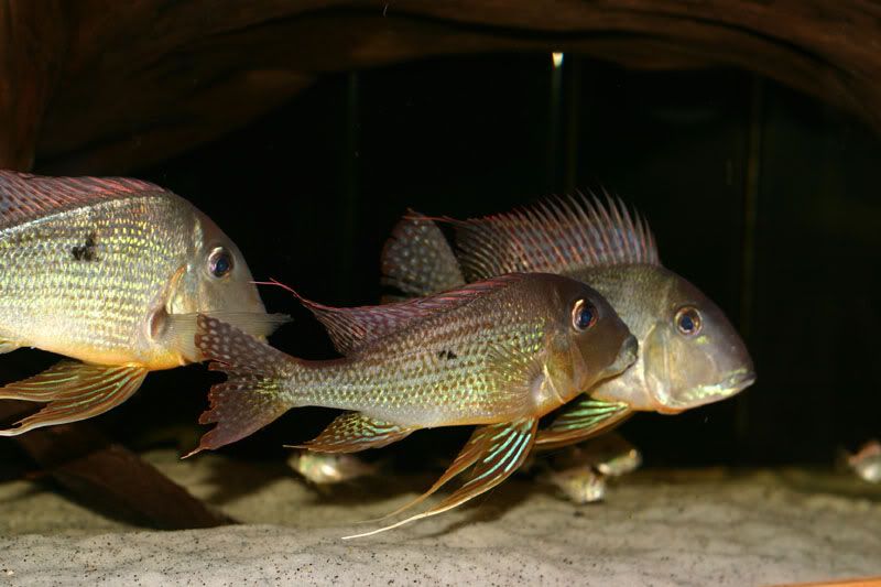 altifrons047.jpg