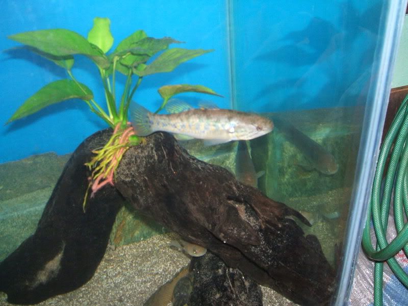 goby3.jpg
