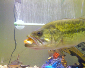 fish.jpg