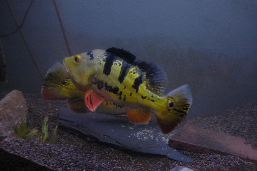 DSC_9676.jpg