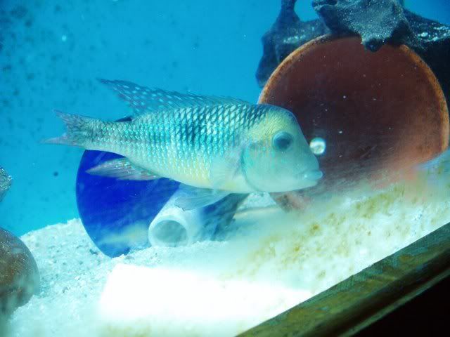 gymnogenys2-1.jpg